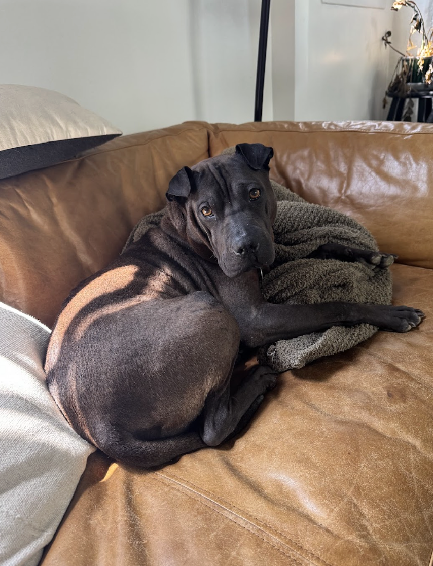 Screenshot 2026-04-22 at 3.05.09 PM.png