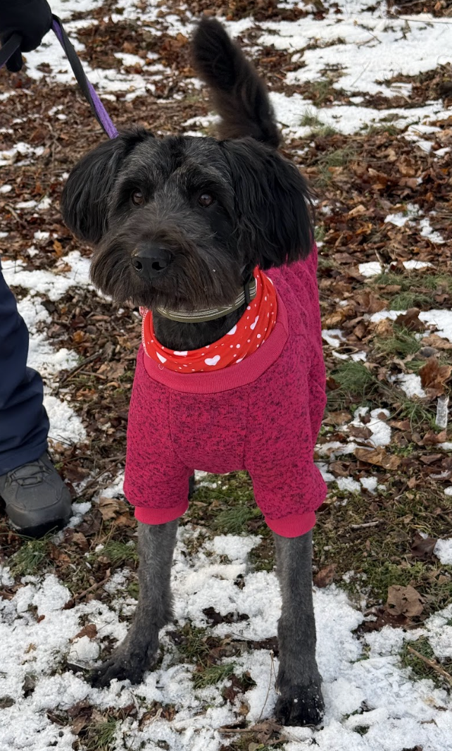 Screenshot 2026-02-11 at 4.08.11 PM.png