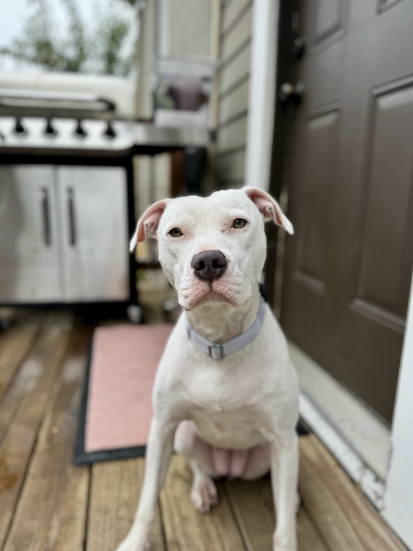 Screenshot 2025-12-16 at 2.58.26 PM.png