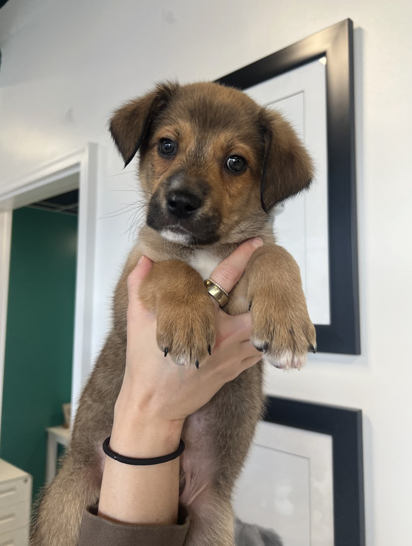 Screenshot 2026-03-06 at 1.06.04 PM.png