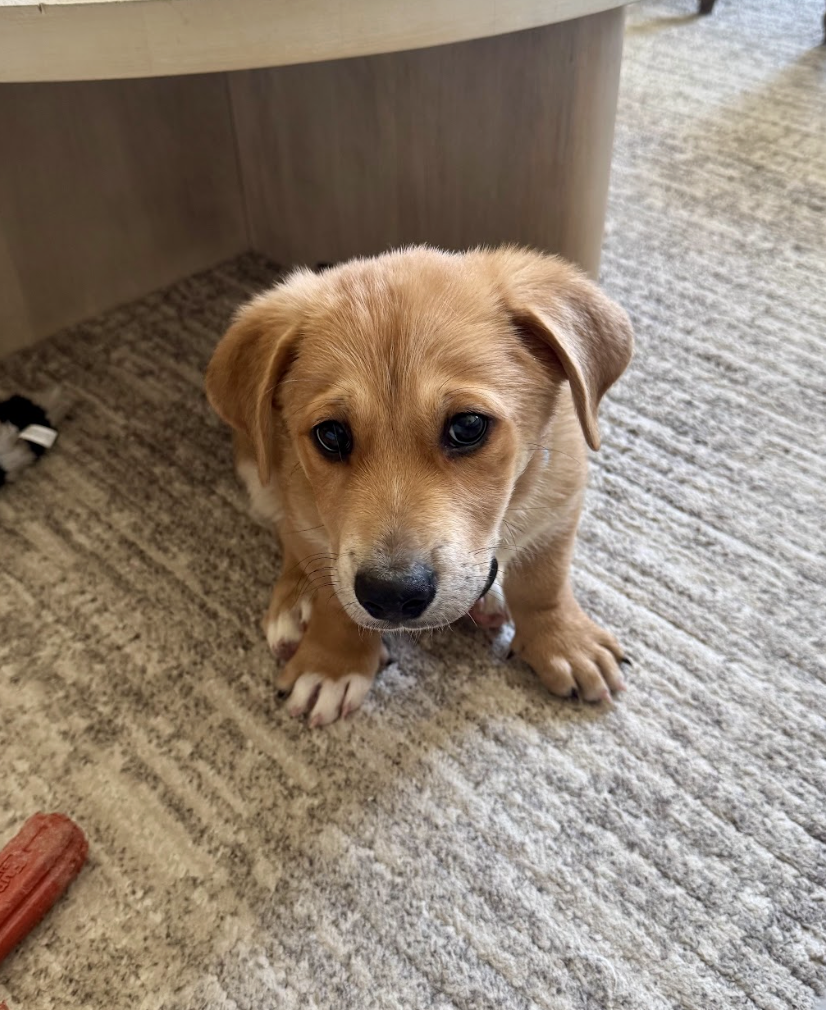 Screenshot 2026-04-08 at 1.39.29 PM.png