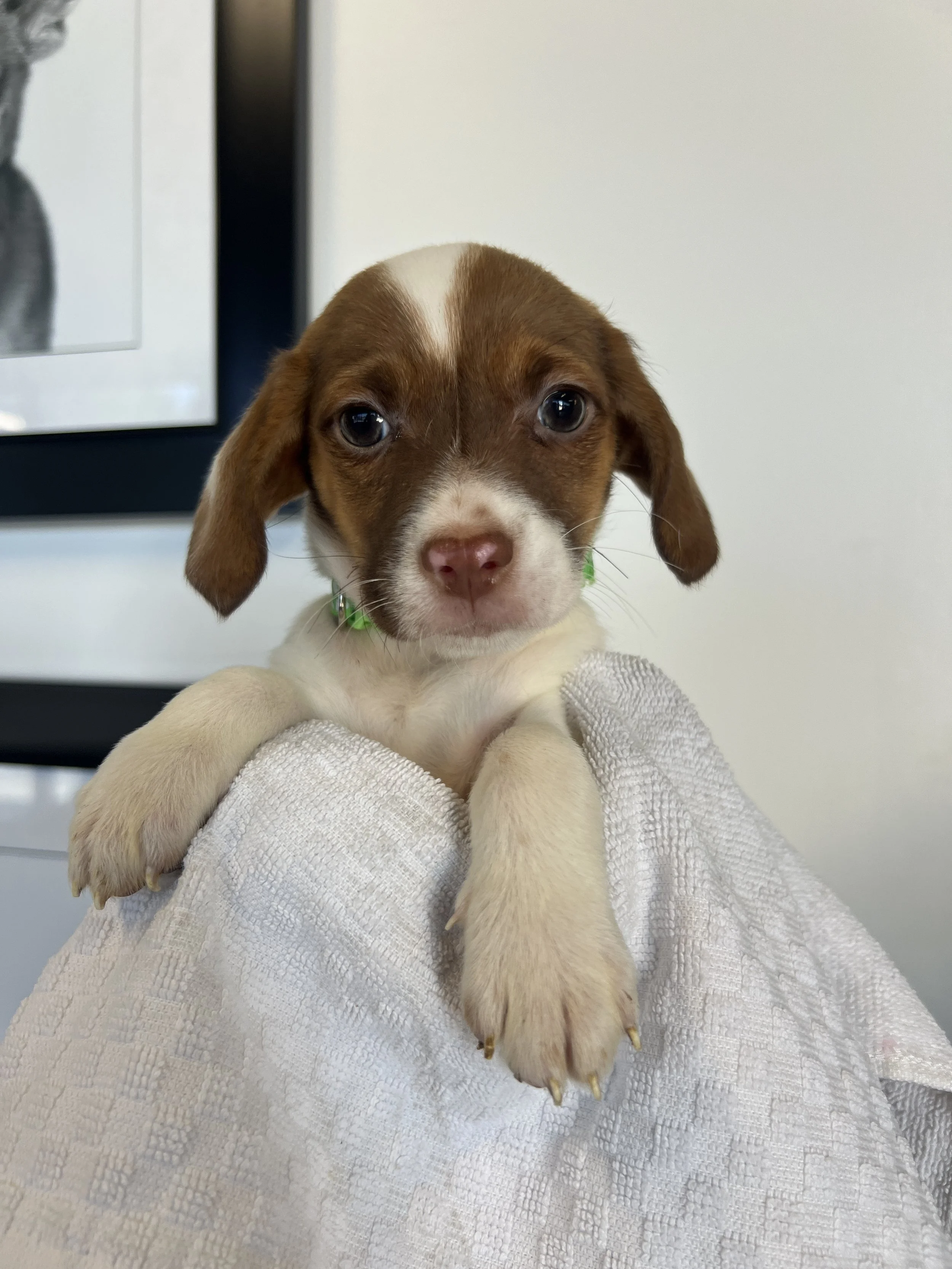 Joker, The Game Litter