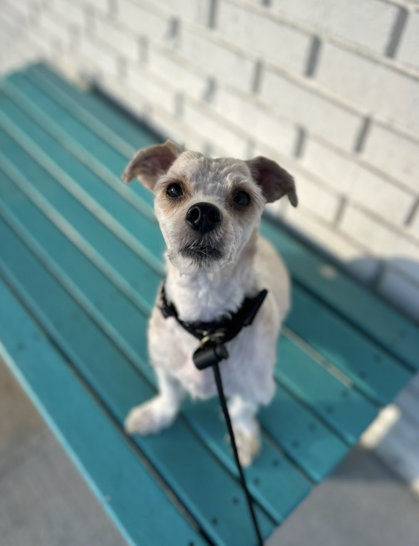 Screenshot 2026-04-16 at 7.09.03 PM.png