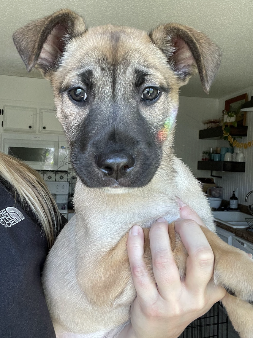 Screenshot 2026-02-20 at 4.12.43 PM.png