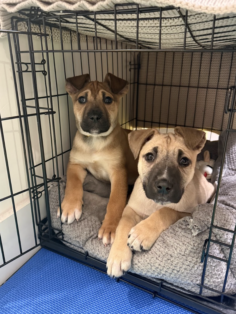 Screenshot 2026-02-20 at 4.09.00 PM.png