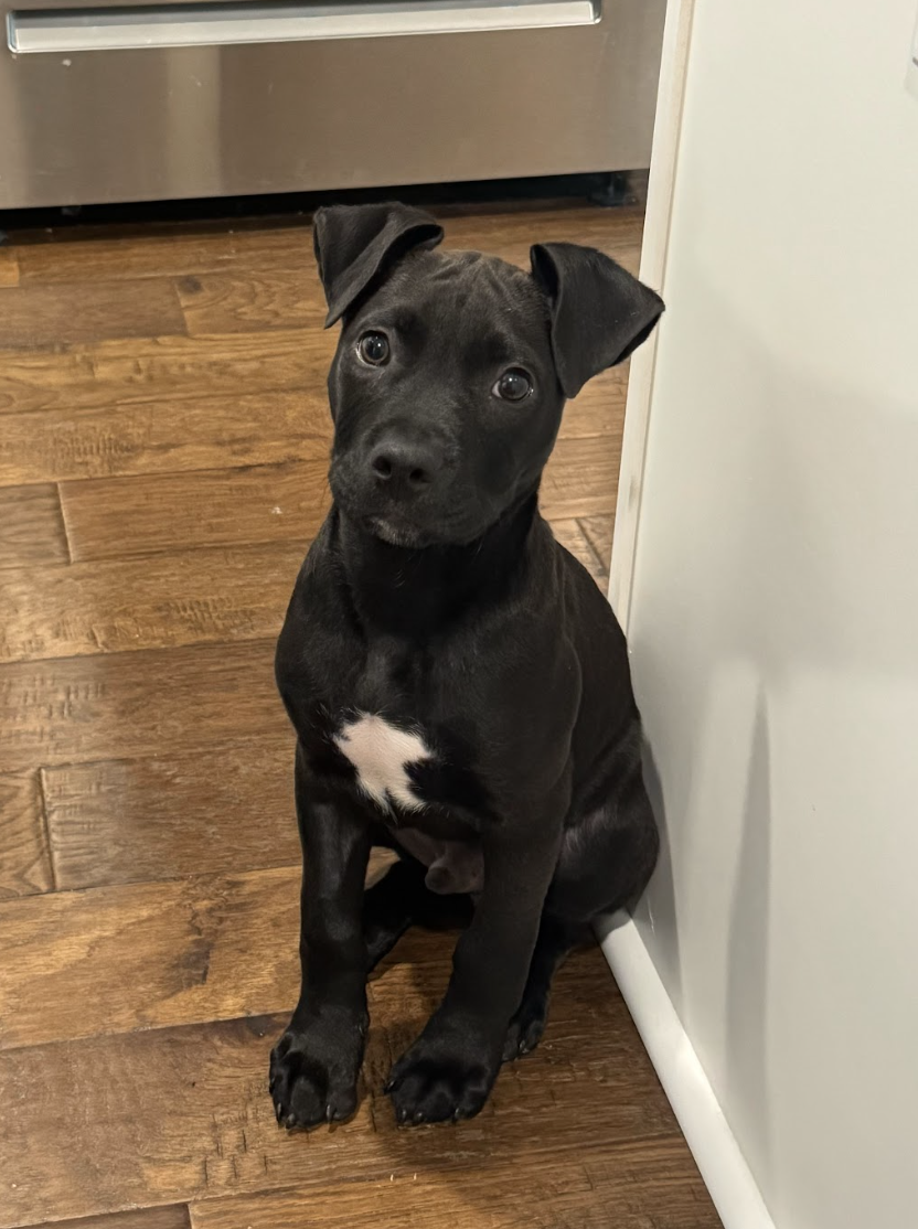 Screenshot 2026-04-03 at 2.35.34 PM.png