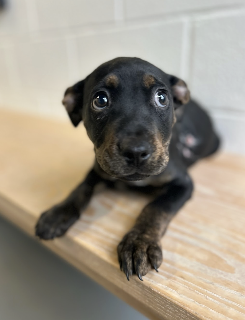 Screenshot 2026-02-19 at 5.04.08 PM.png