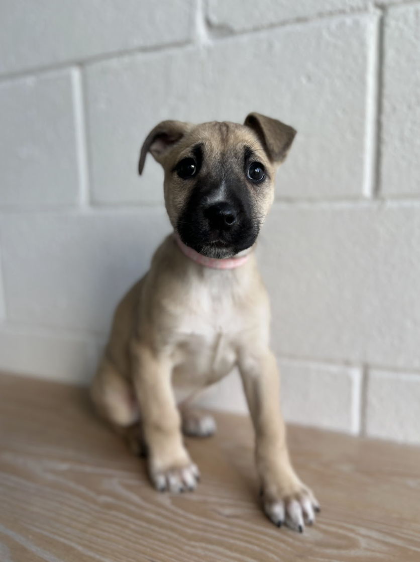 Screenshot 2026-01-30 at 8.05.08 PM.png