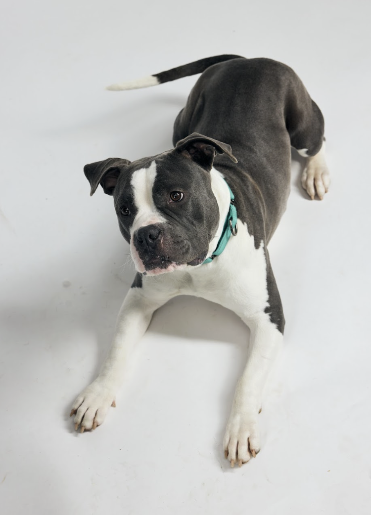 Screenshot 2026-02-05 at 4.01.44 PM.png