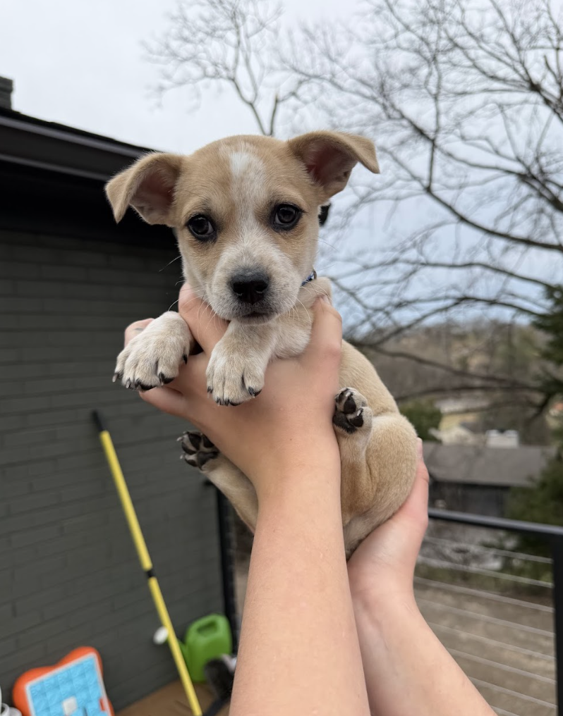 Screenshot 2026-02-26 at 12.51.02 PM.png