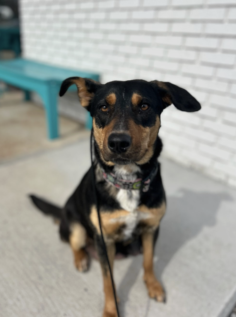 Screenshot 2026-02-17 at 3.38.35 PM.png