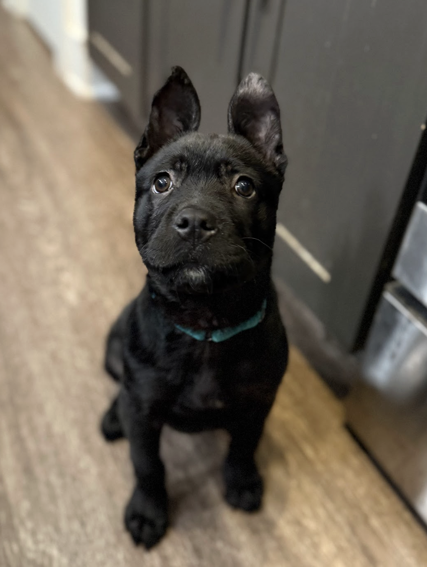 Screenshot 2026-02-20 at 3.43.50 PM.png