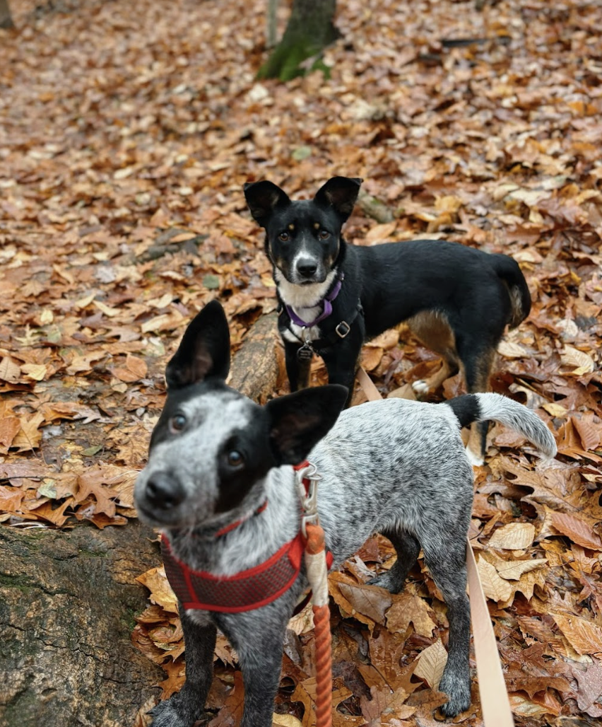 Screenshot 2025-12-26 at 4.34.19 PM.png