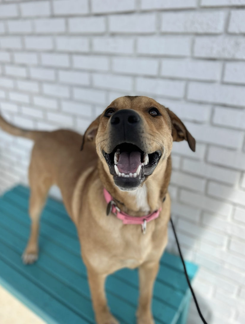 Screenshot 2026-03-14 at 5.07.12 PM.png