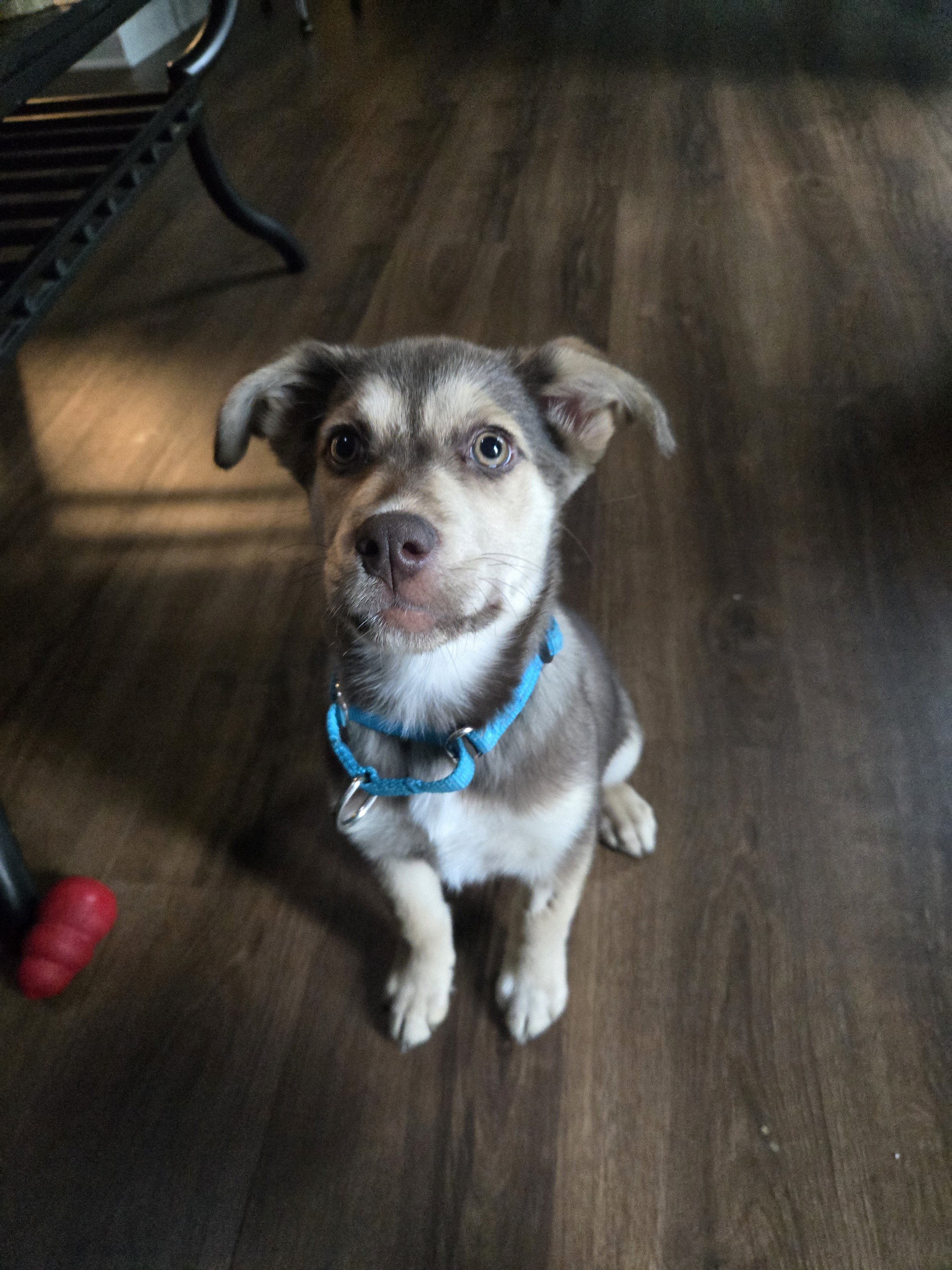 Marshmallow, the Campfire Litter