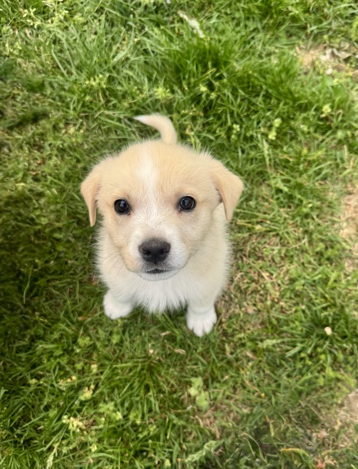 Screenshot 2026-04-16 at 4.57.09 PM.png