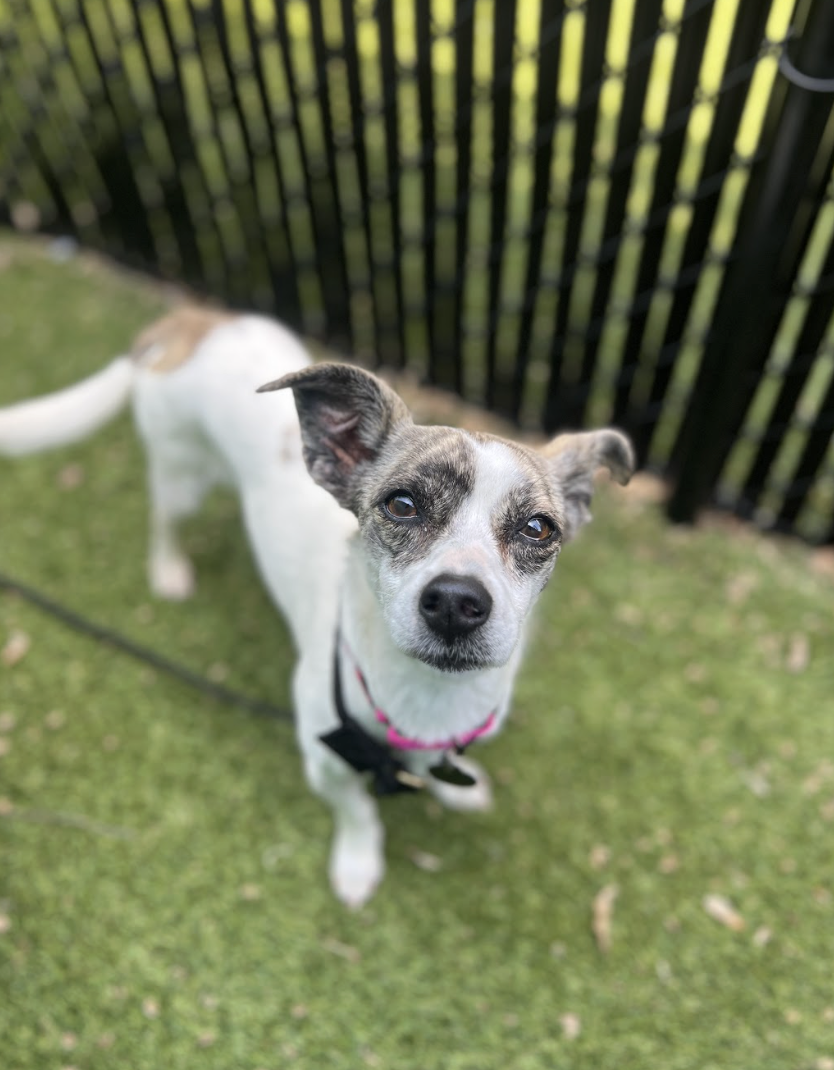 Screenshot 2026-04-09 at 6.43.06 PM.png