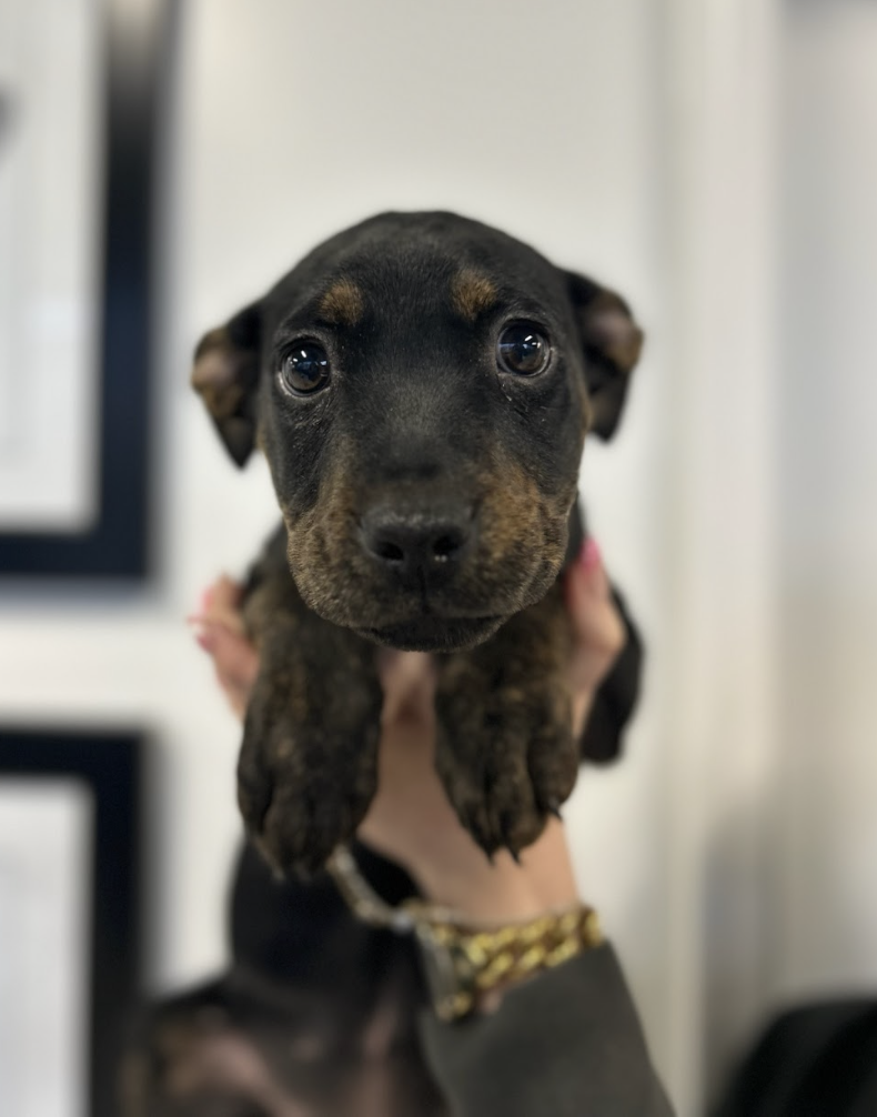 Screenshot 2026-02-19 at 5.03.43 PM.png