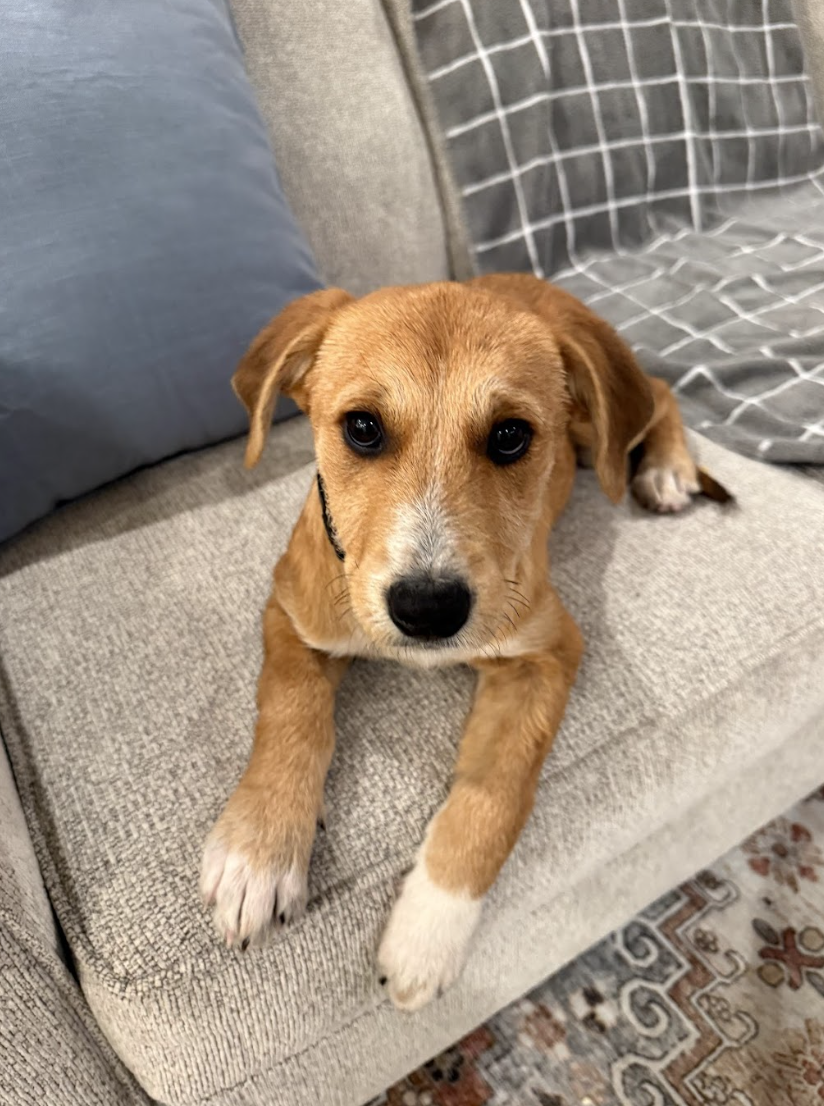 Screenshot 2026-02-13 at 4.54.30 PM.png