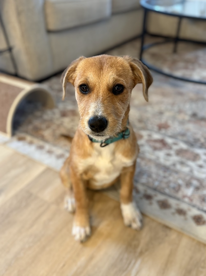 Screenshot 2026-02-13 at 4.54.35 PM.png