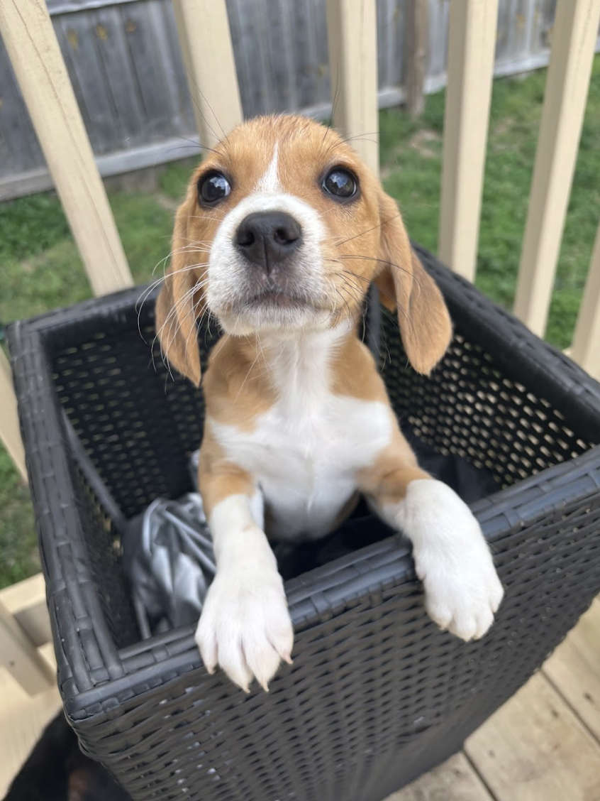 Screenshot 2026-03-07 at 10.44.50 AM.png