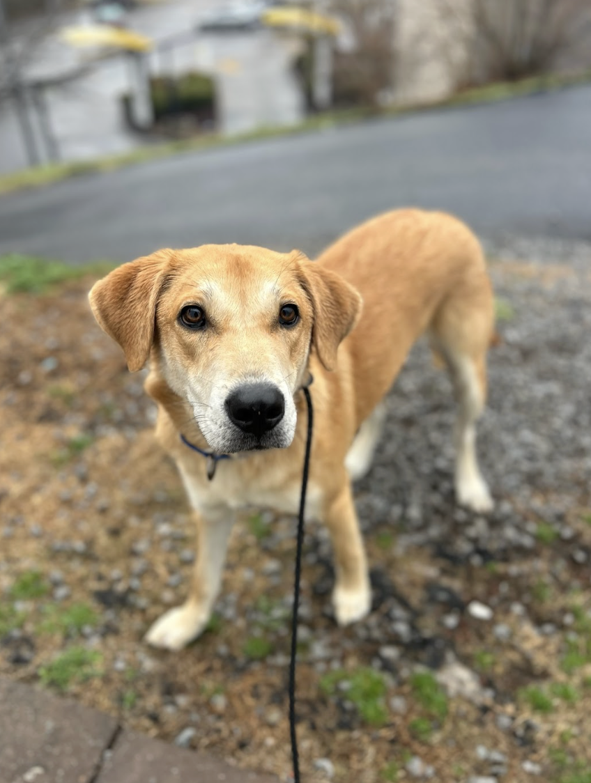 Screenshot 2026-02-19 at 3.50.57 PM.png