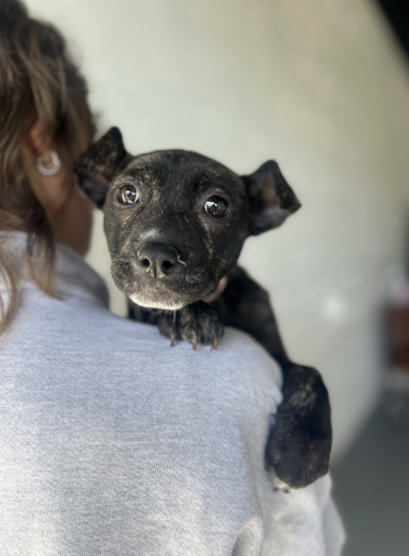 Screenshot 2026-02-20 at 1.57.05 PM.png