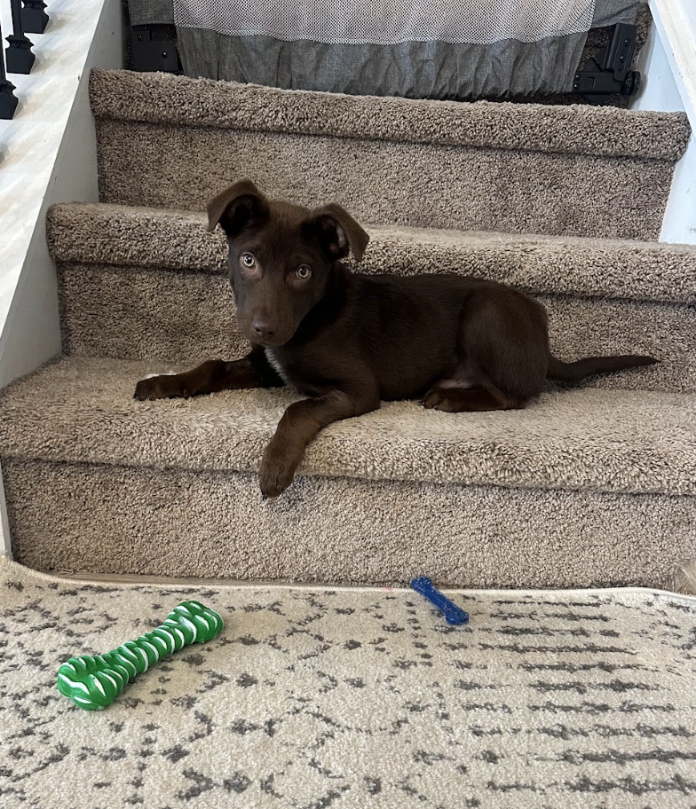 Screenshot 2026-02-26 at 1.27.03 PM.png