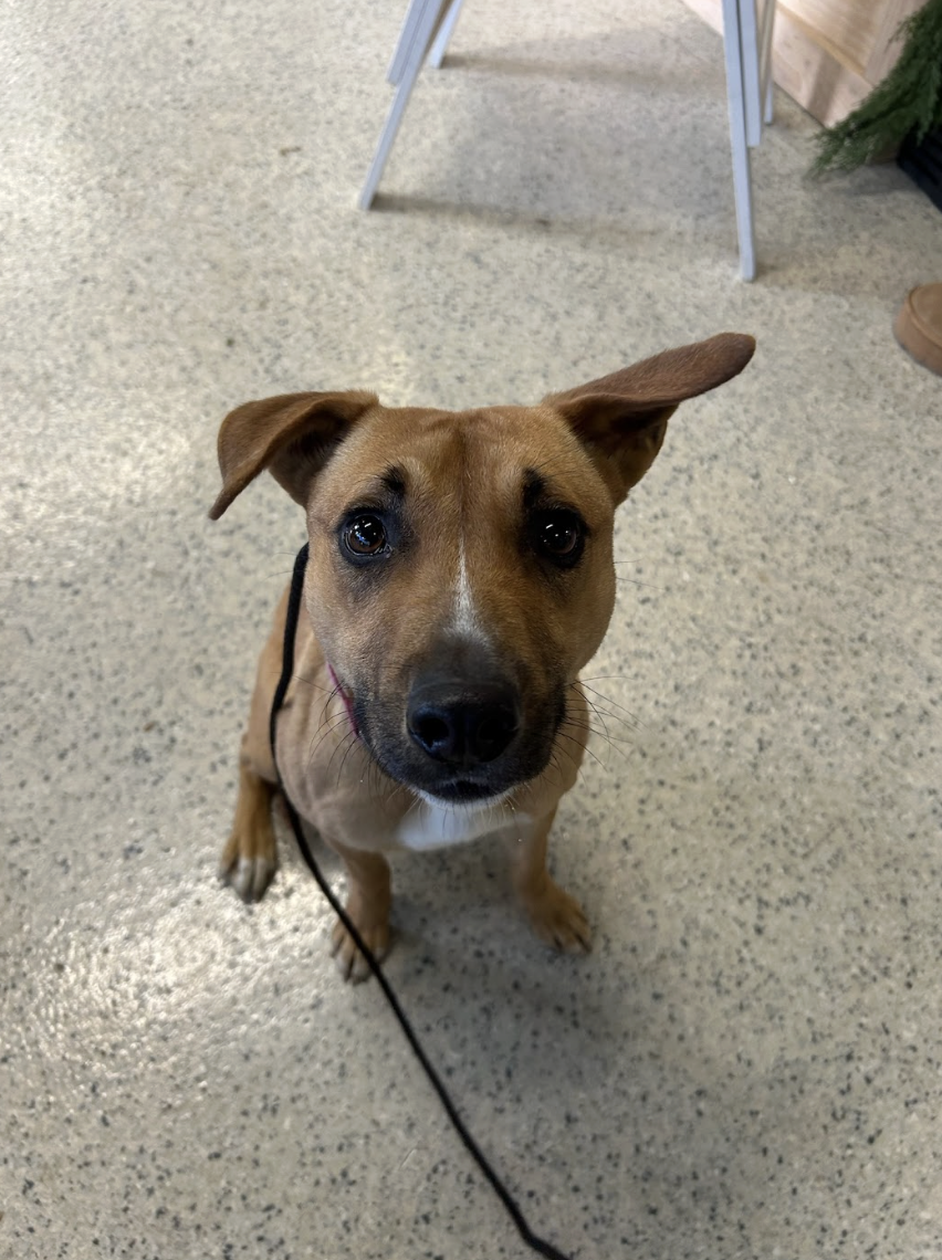 Screenshot 2025-12-16 at 3.26.09 PM.png