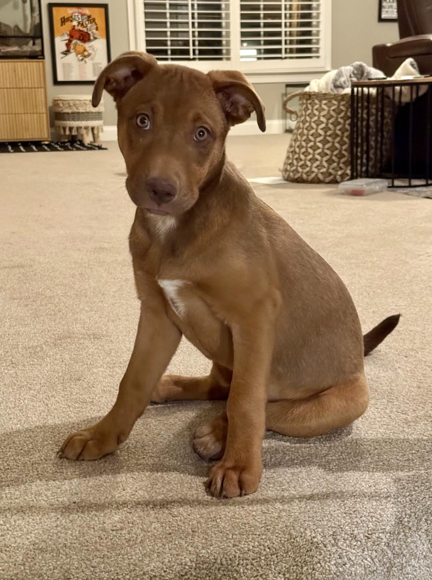 Screenshot 2026-03-19 at 1.02.15 PM.png