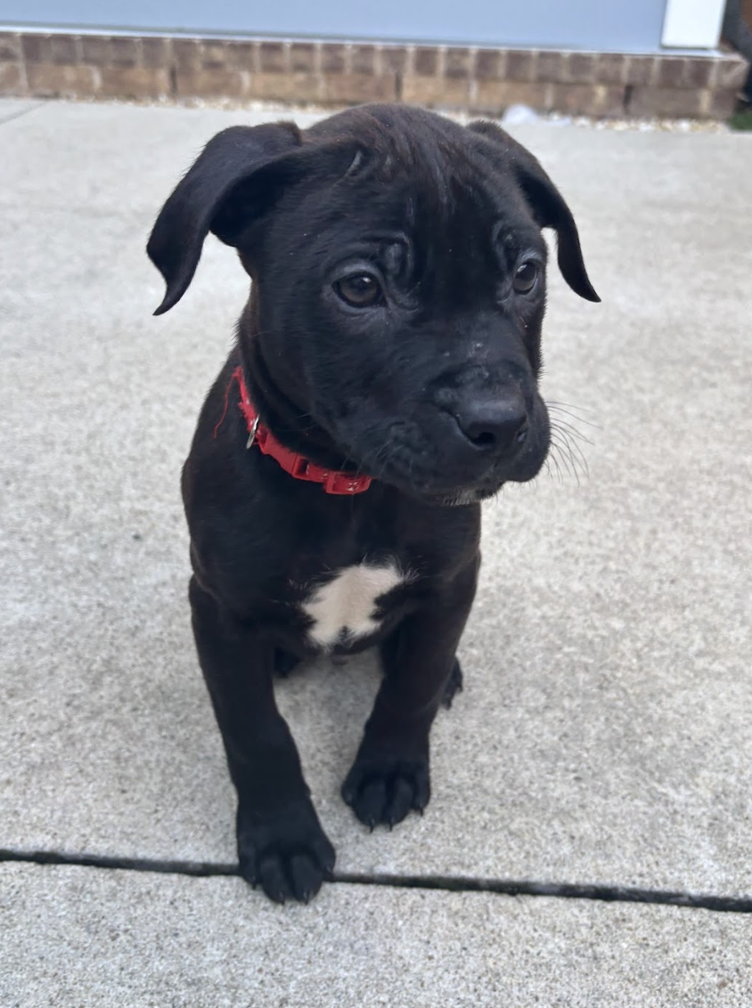 Screenshot 2026-02-06 at 12.05.18 PM.png