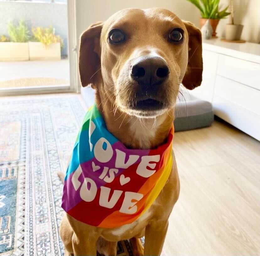 Happy Pride Month! - Adopt Me!