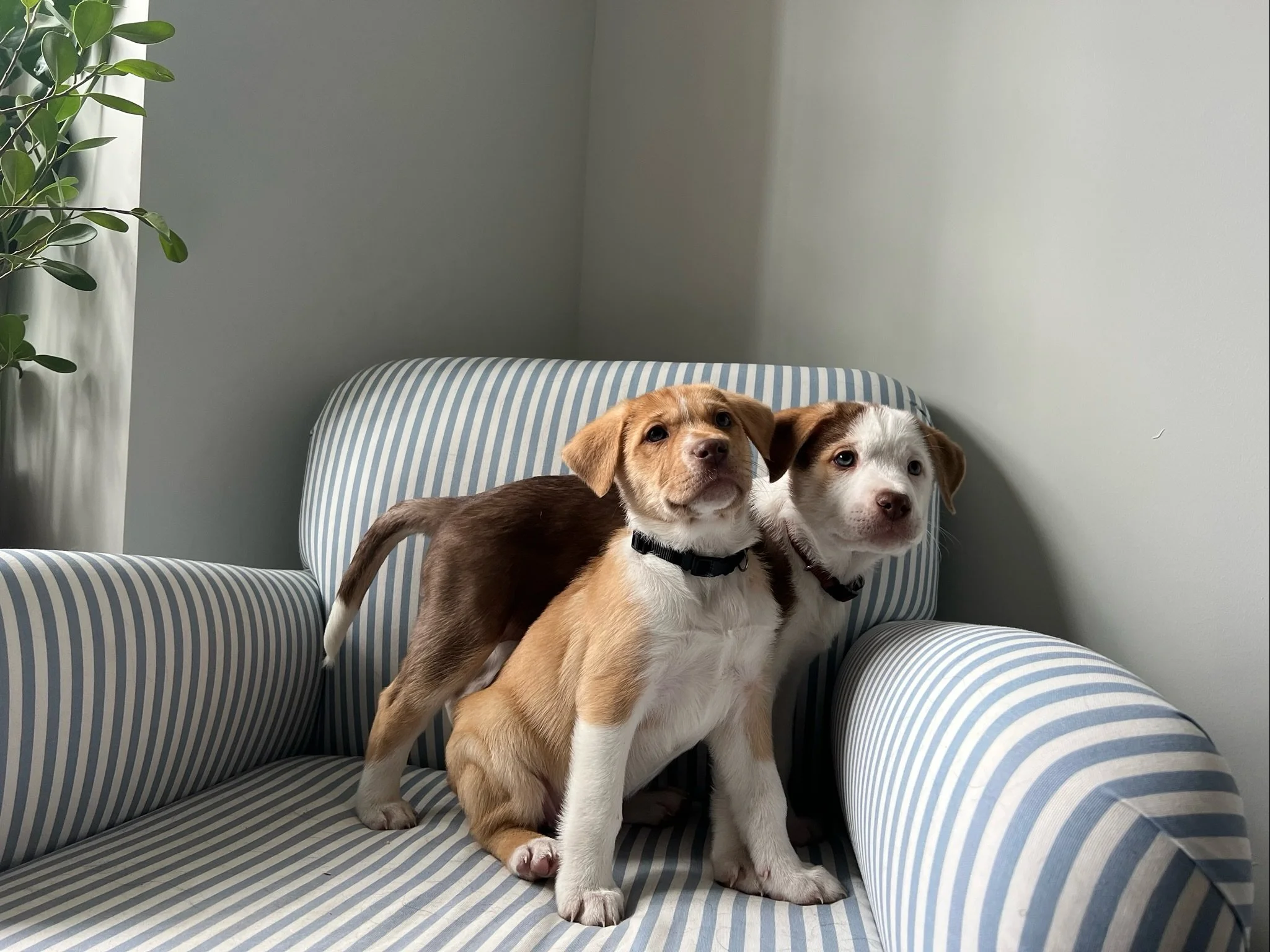 Wags and Walks Adoption Center