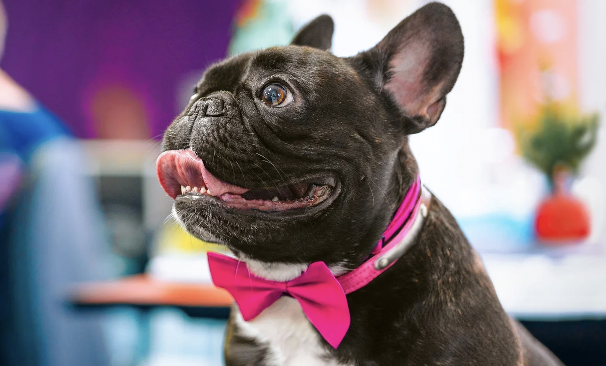 The ‘Golden Doggies' Will Fête LA Fidos