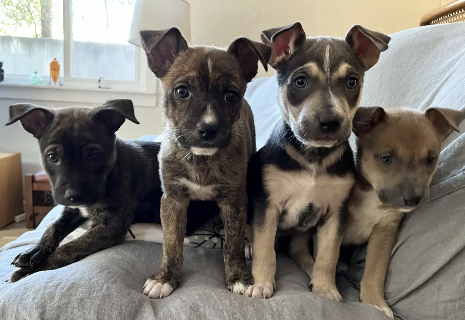Los Angeles Times: “I’m the foster mom of four pit bull mix puppies, and loving it!”