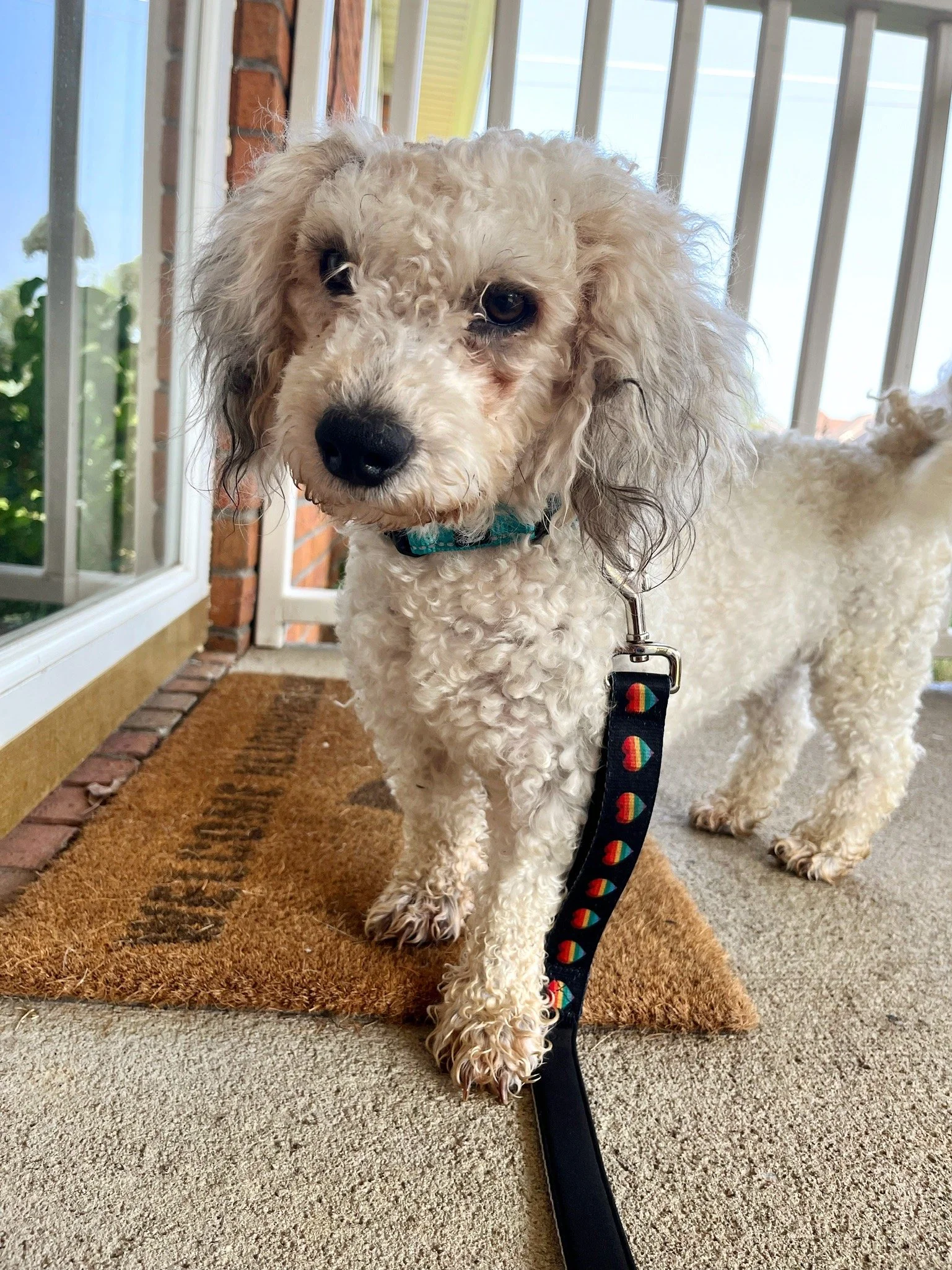 Adopt Nashville — Wags and Walks