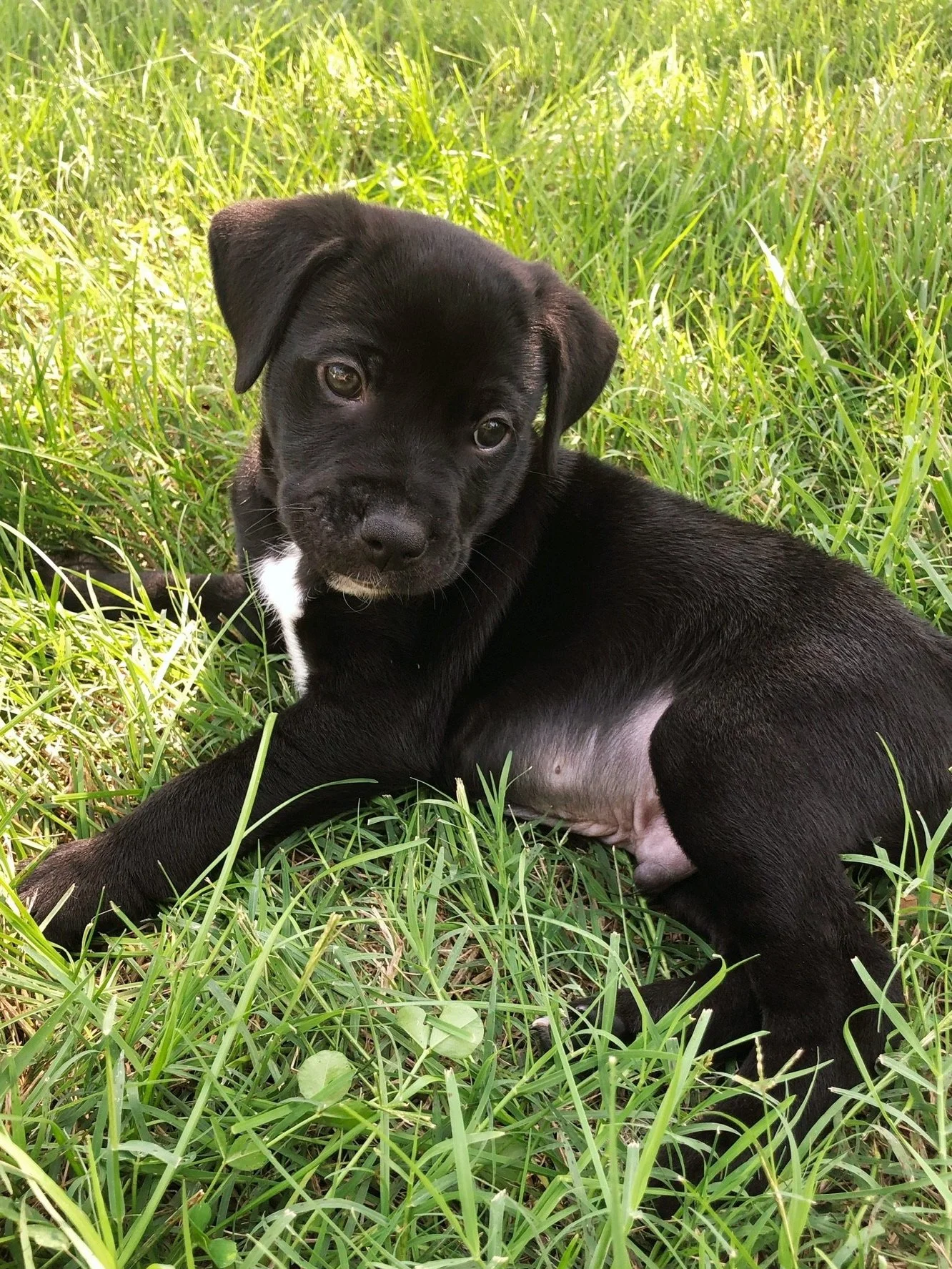 Adopt Nashville — Wags and Walks