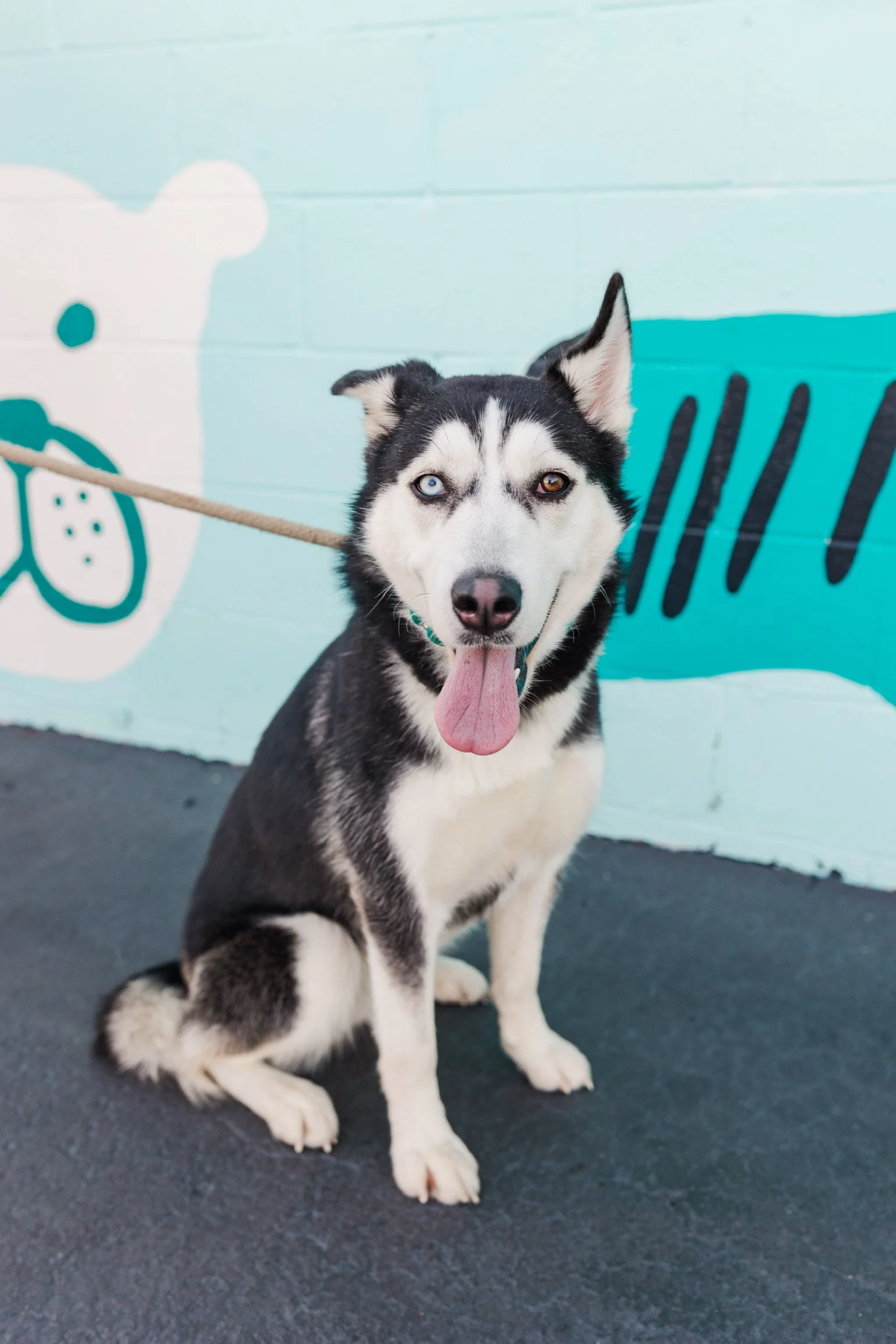 Adopt Nashville — Wags and Walks