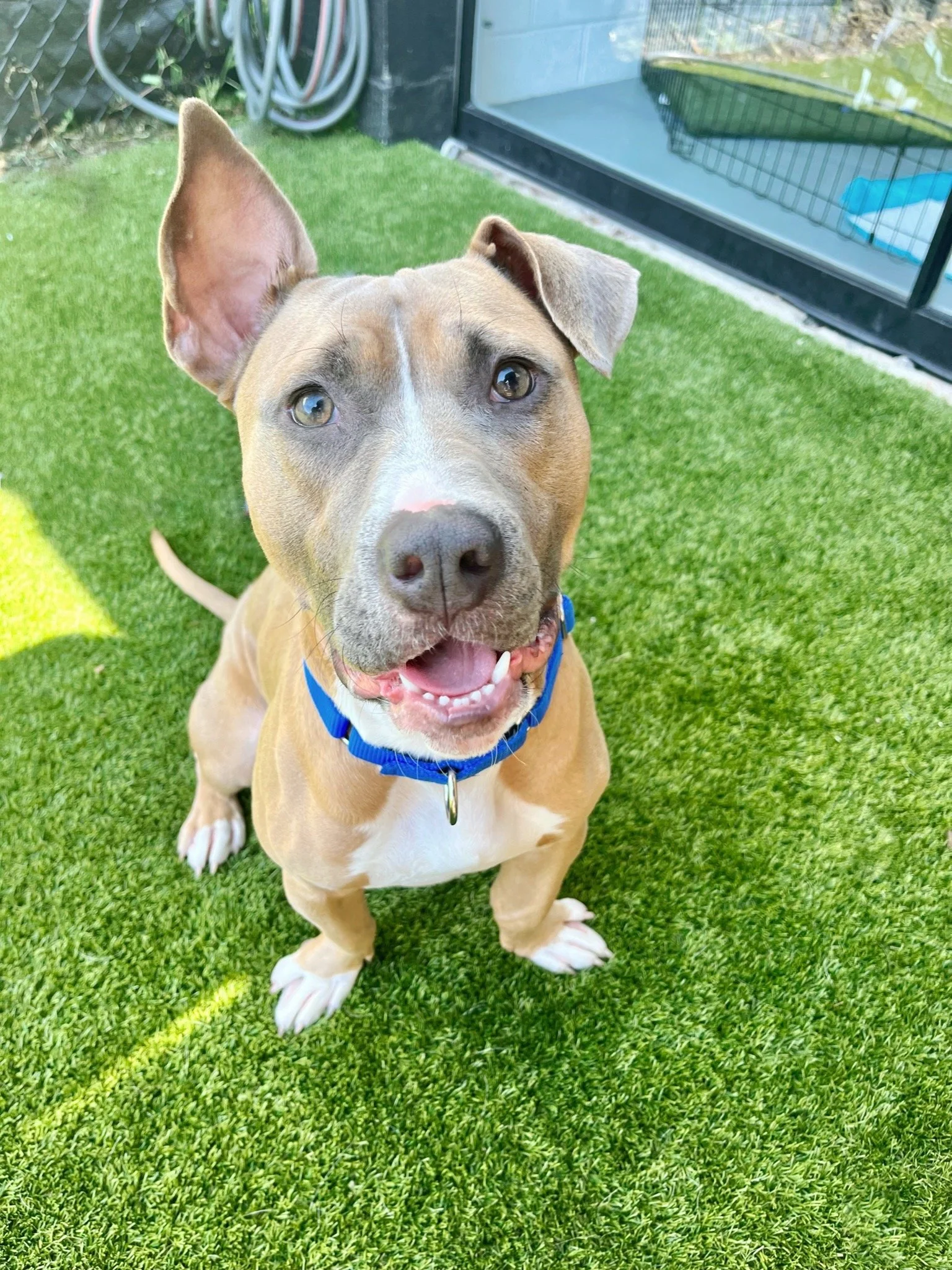 Adopt Nashville — Wags and Walks