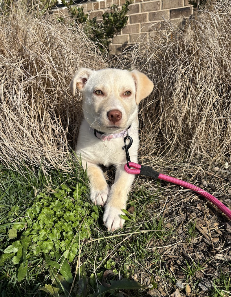 Screenshot 2026-04-03 at 2.39.56 PM.png