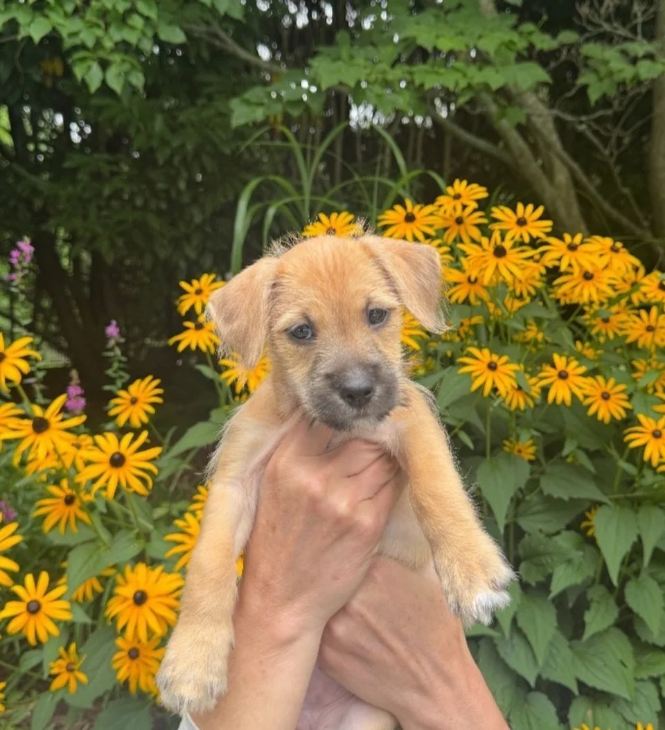 Harlem &amp; Fiji are two of our adorable adoptable pups looking for their forever families! You can meet them at some of our final Hamptons events of the summer:

⚓ Today, Sunday Aug 24 &ndash; Easy Breeze Charity Cruise, Montauk
&bull; 2&ndash;3 PM