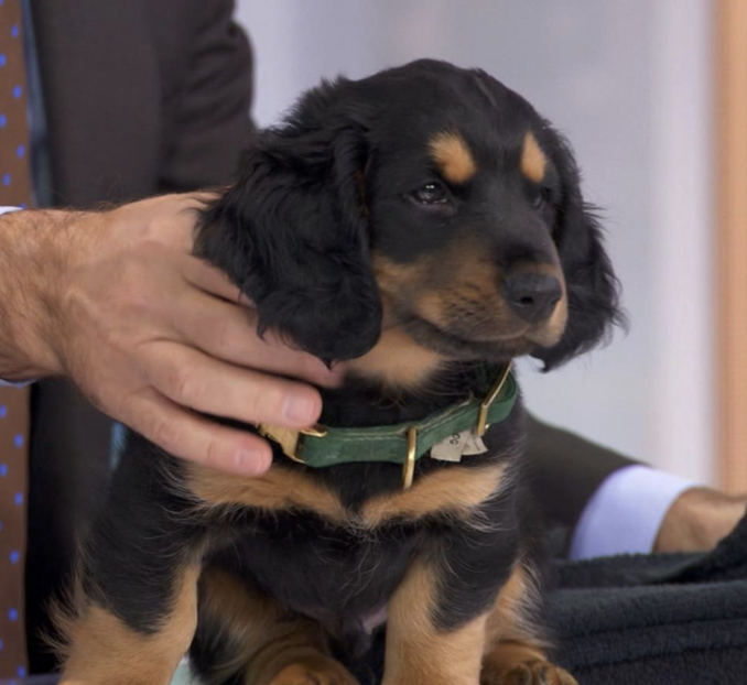 George Stephanopoulos Adopts Rescue Dog from Wags &amp; Walks