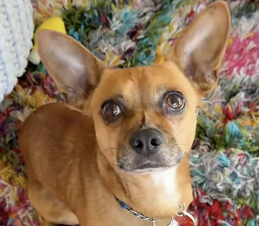 ABC News Features Wags &amp; Walks Rescue Dog’s Viral Adoption Story