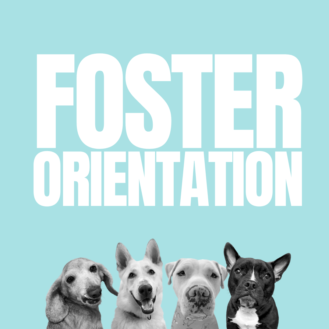Foster Orientation