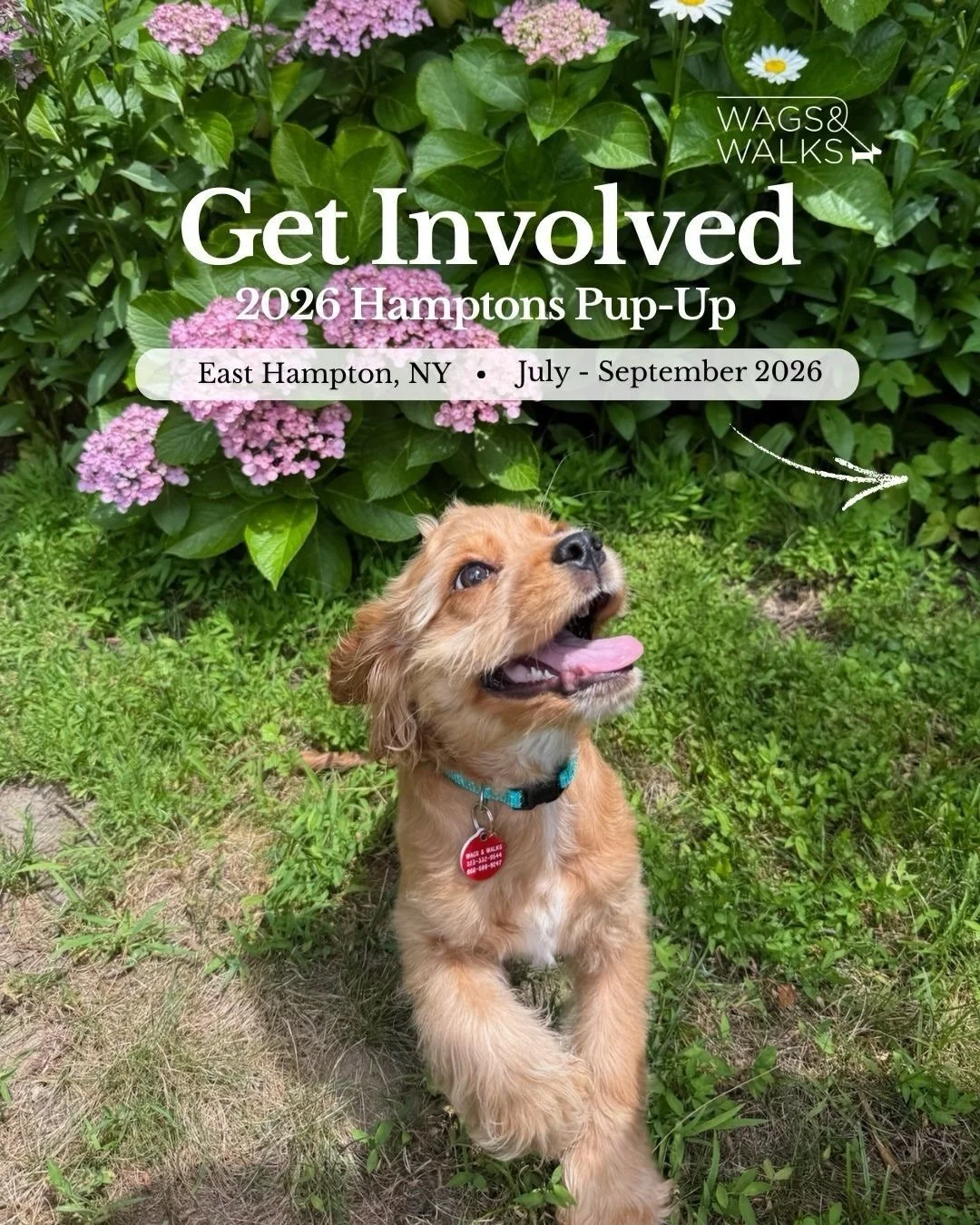 Want to know how you can get involved in our Wags &amp; Walks Hamptons Pup-Up this summer?

🐾 Foster a rescue dog and help us save even more lives by opening your home to a pup in need
🐾 Attend one of our fun events - we&rsquo;ll be popping up all 