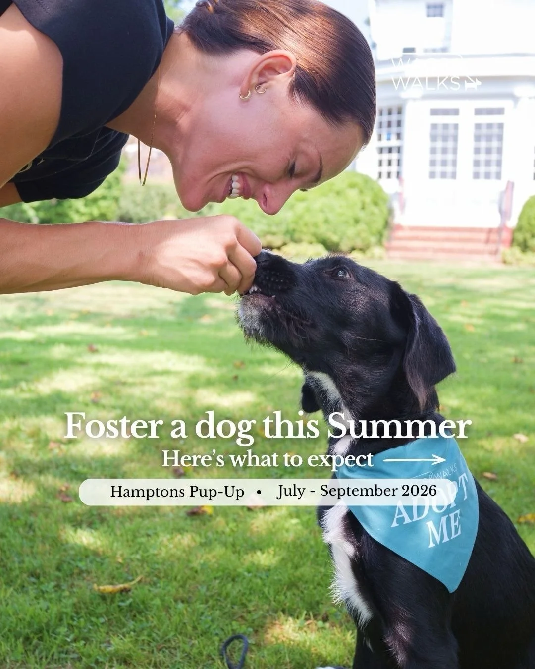 Thinking of fostering a Wags &amp; Walks dog this summer? Here's what you can expect:

🤍 Fostering is 100% free! We provide everything your foster dog needs, including food, beds, toys, supplies, and more!
🤍 The time-commitment is flexible and shor