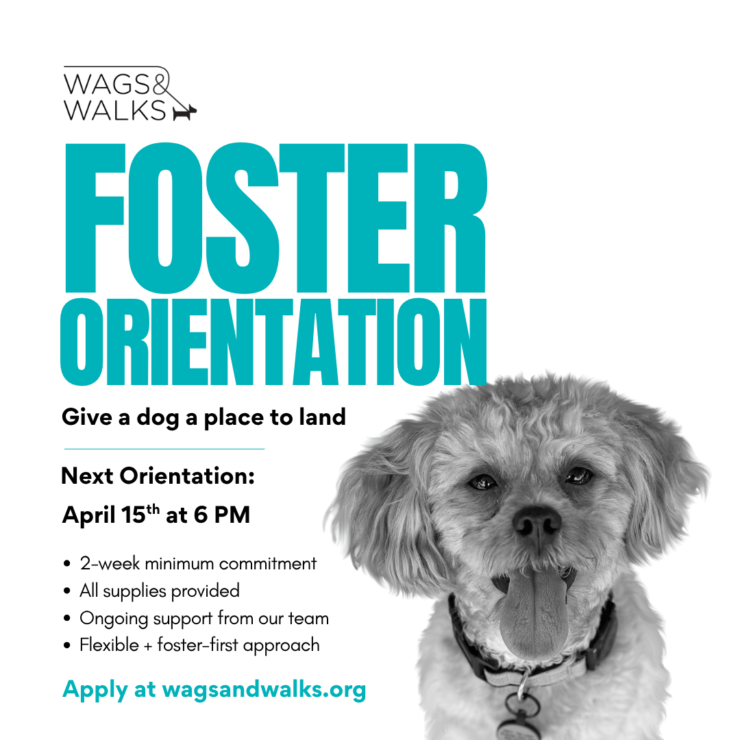Foster Orientation 