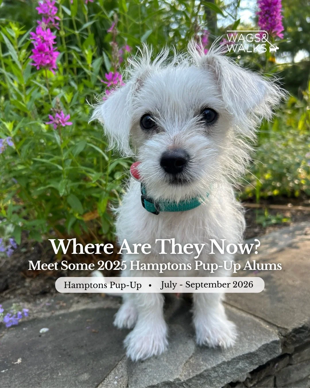 Last summer, we helped over 60 dogs find loving forever homes, including many adorable young puppies. One year later, these babies have grown into gorgeous adult dogs!

As June of 2026 approaches, we can&rsquo;t wait to help even more dogs find the h
