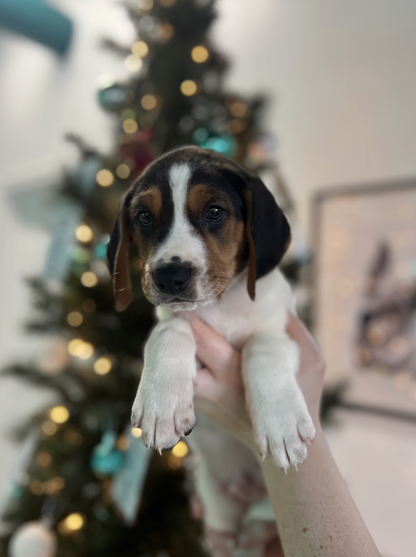 Screenshot 2025-12-18 at 4.18.06 PM.png