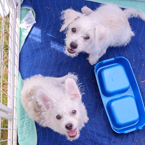 Rescue Canine Carnival (Weekend One)